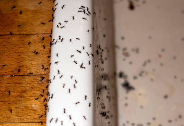 Best Best Pest Control Companies  in Livingston, LA