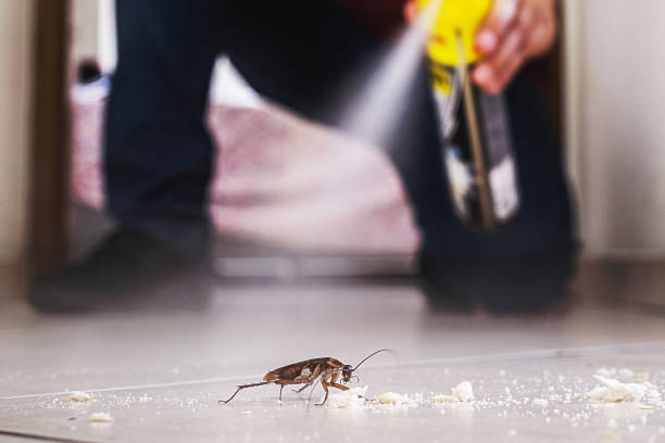 Best Insect Control  in Livingston, LA